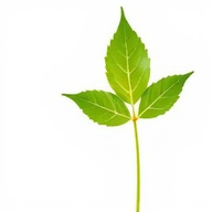 Natural Balance Hungary logo